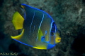   Juvenile Queen Angelfish  